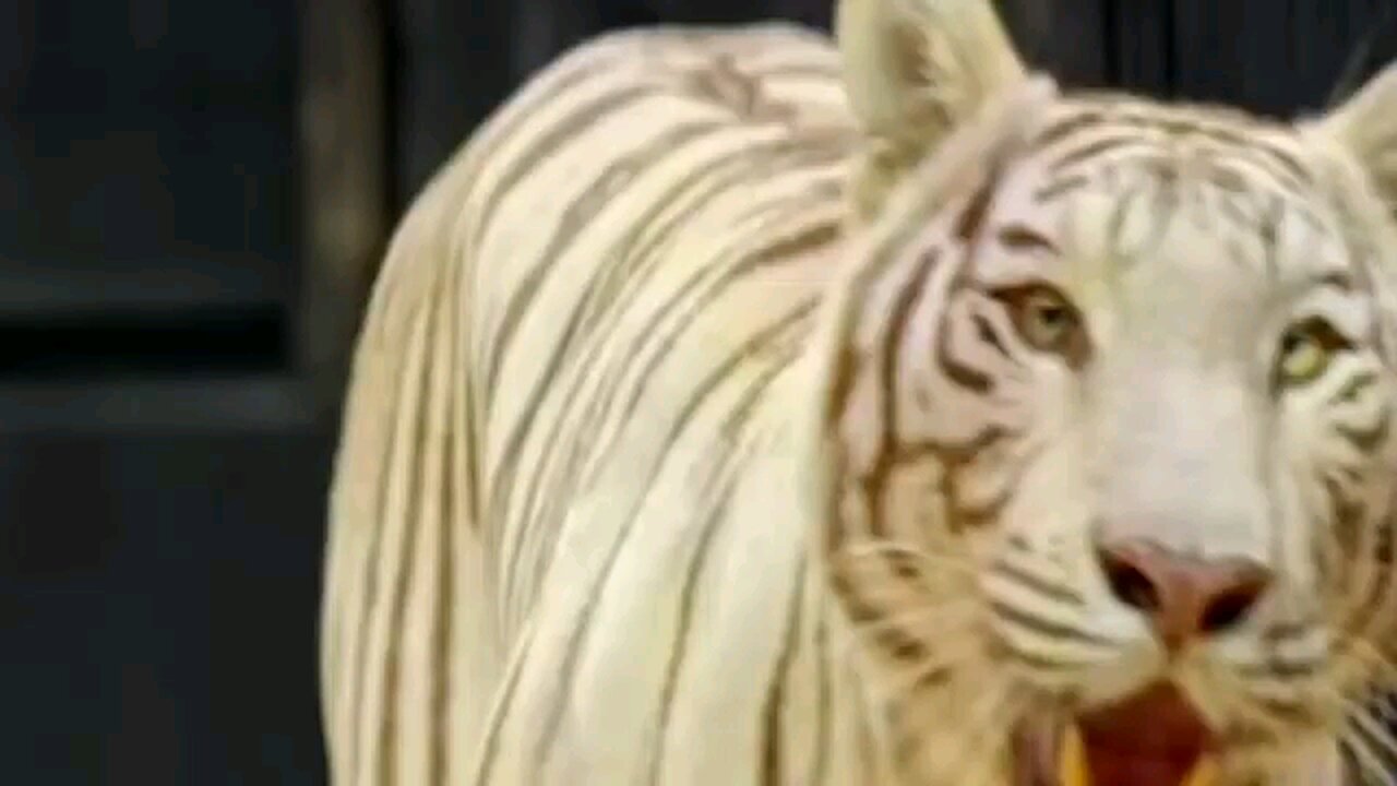 Man vs wild animals