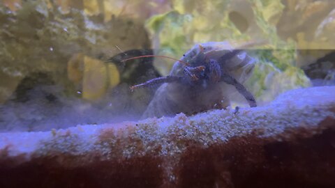 Hermit Crab closeup in 4K Part 4