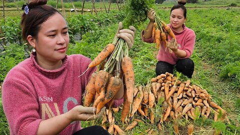 Harvesting Carrot Garden Goes to market sell - Vegetable Gardening