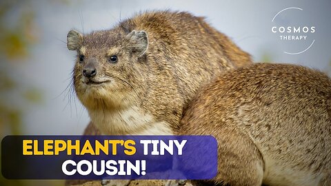 Amazing Facts About the Hyrax | The Tiny Cousin of Elephants!