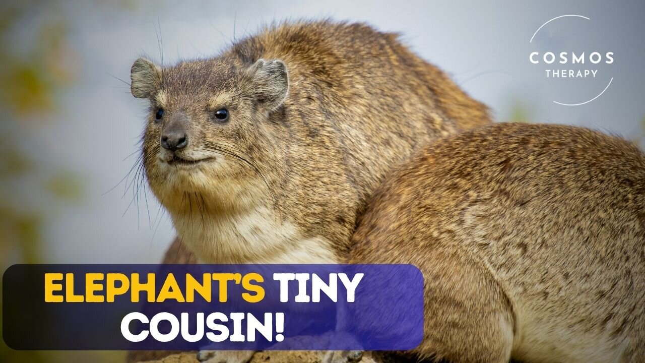Amazing Facts About the Hyrax | The Tiny Cousin of Elephants!