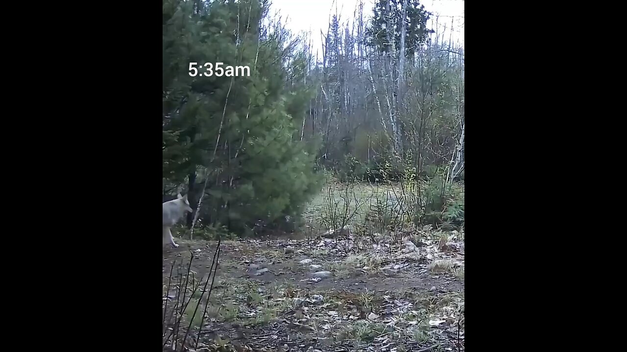 Check out the tail on this coyote