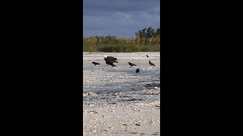 Bald Eagle Grabs Breakfast! | 4K