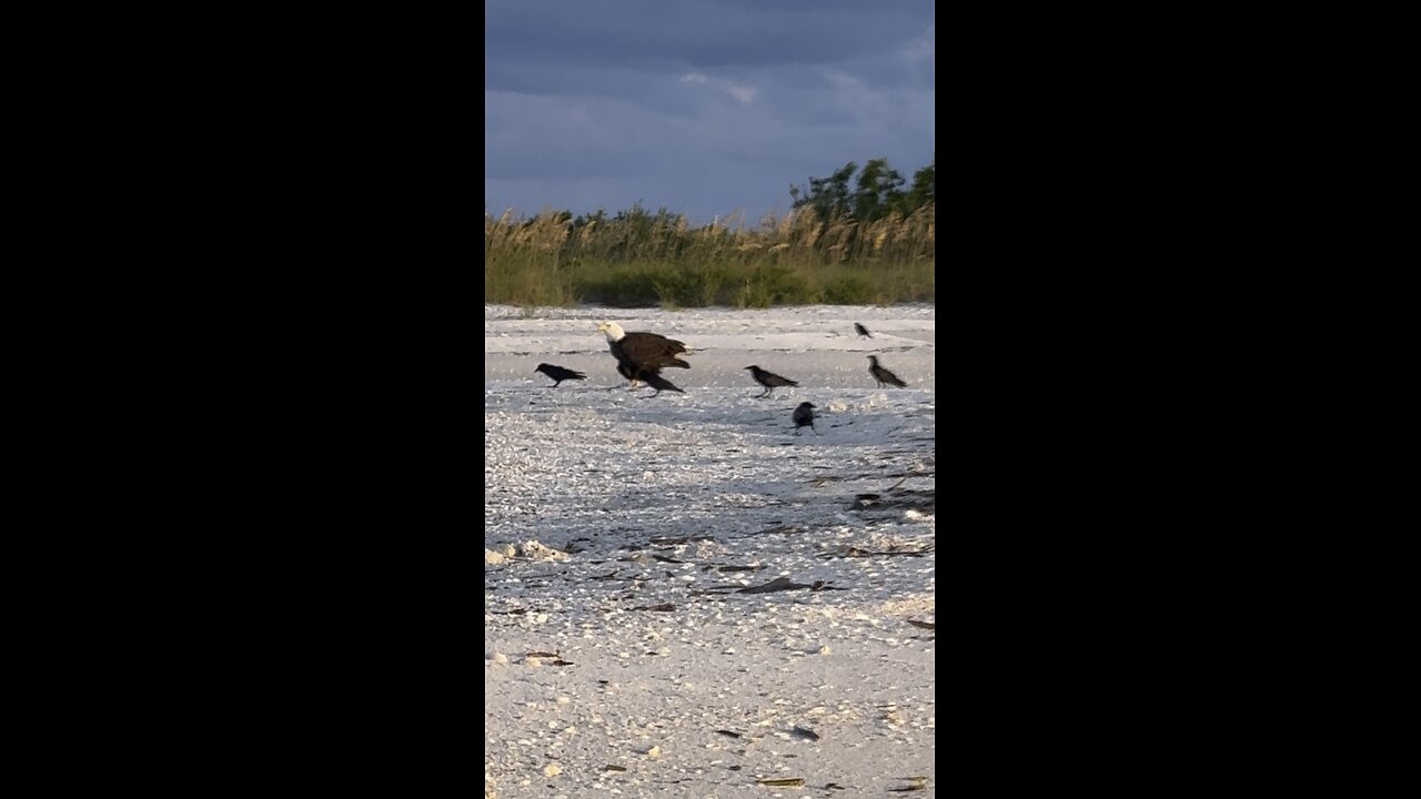 Bald Eagle Grabs Breakfast! | 4K