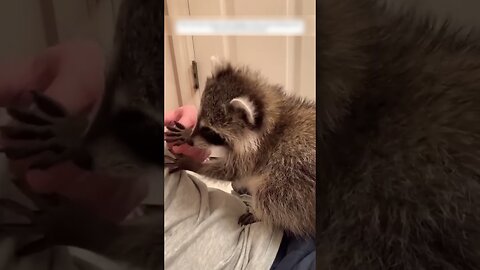 The girl picked up a raccoon from the road and gave him a happy life