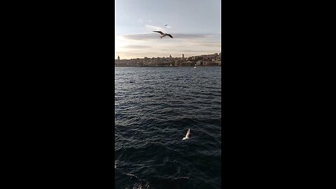 enjoy birds
