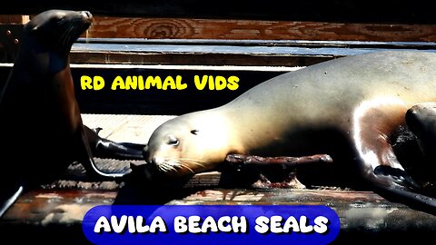 Happy Seals Chillin' In The Sun At Avila Beach California