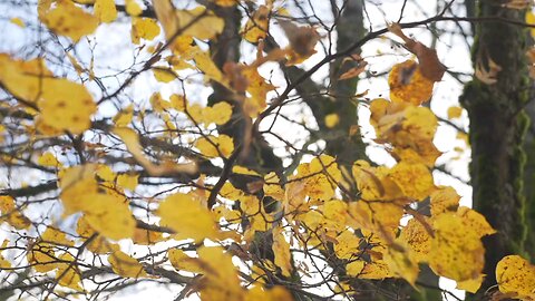 tree branch with yellow leaves