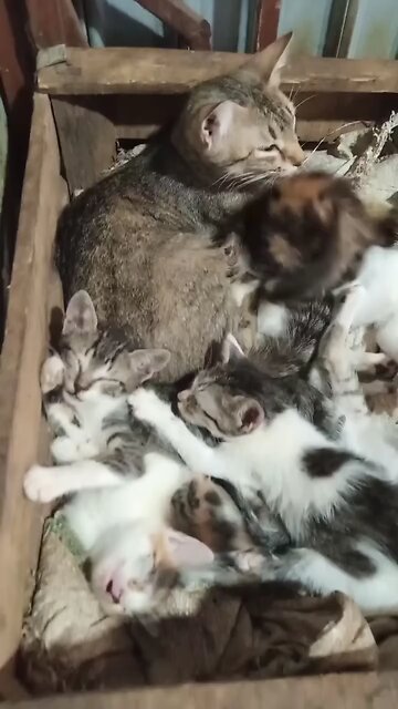 #reels cat Chat 🐈🐈