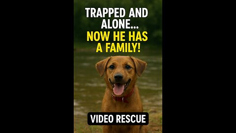 💔 Stranded and alone… now he has a family! 🐶💖