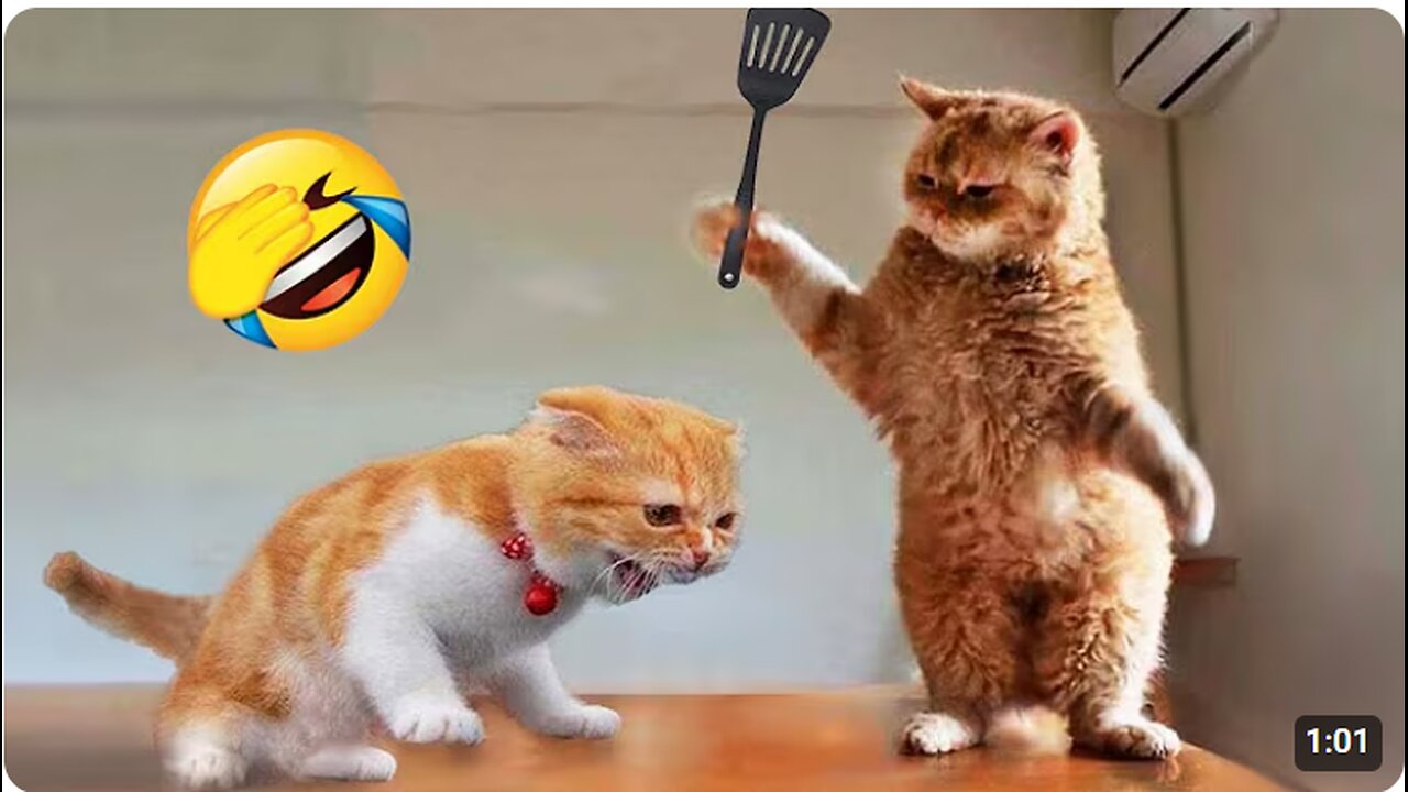 😹 Funniest Cats & Dogs Ever – Nonstop Laughs Guaranteed! 🐶🤣