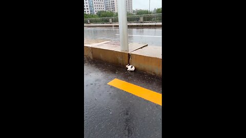 Abandoned Kitten Was Freezing in the Rain - I Saved and Raised Him! | Emotional Rescue