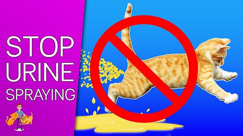 How to stop your cat from spraying everywhere in house