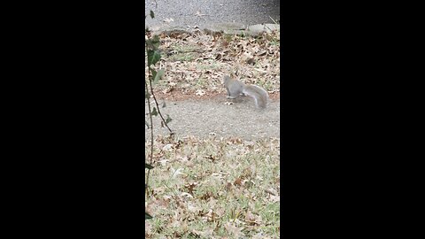 feeding time for the squirrels.