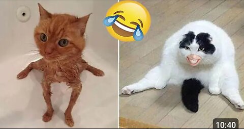 😂Funny animals videos 😂