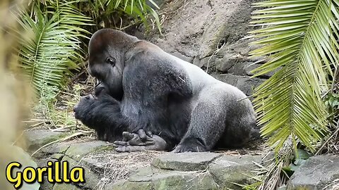 50 Animals Name and Sound | English | Animals for kids | WATRstar