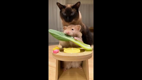 Cat seems to be curious about his friend 🧡 😃 😀 😄 😁 🤣