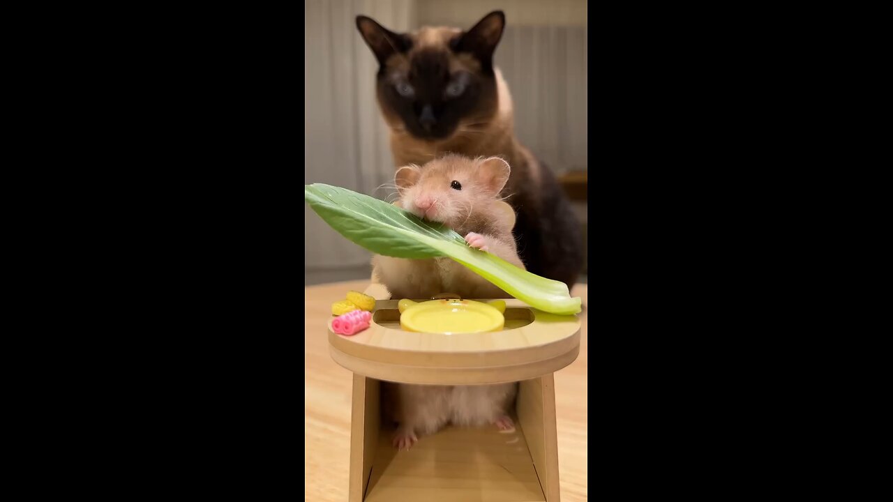 Cat seems to be curious about his friend ๐งก ๐ ๐ ๐ ๐ ๐คฃ