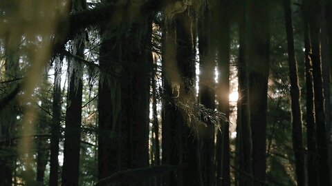 "Tranquil Forest Trees in 4K - Nature's Calm and Beauty"