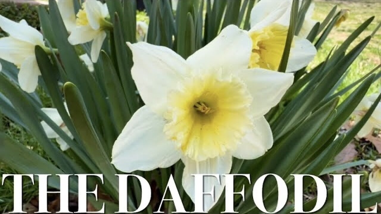 Nature Inspired: The Daffodil!