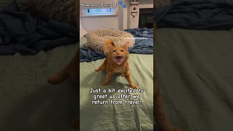 Funny animals video Funny Cats and Dogs
