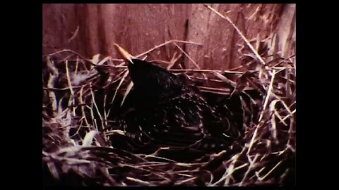 The Private Life Of The Starling