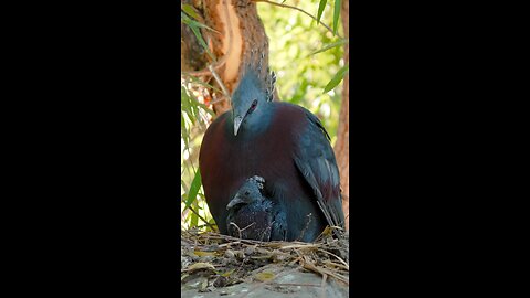 lovely bird and her baby
