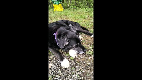 Hydra the dog: v001