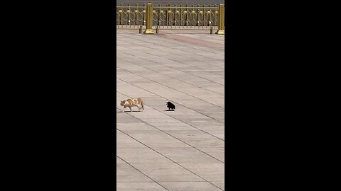 cat action