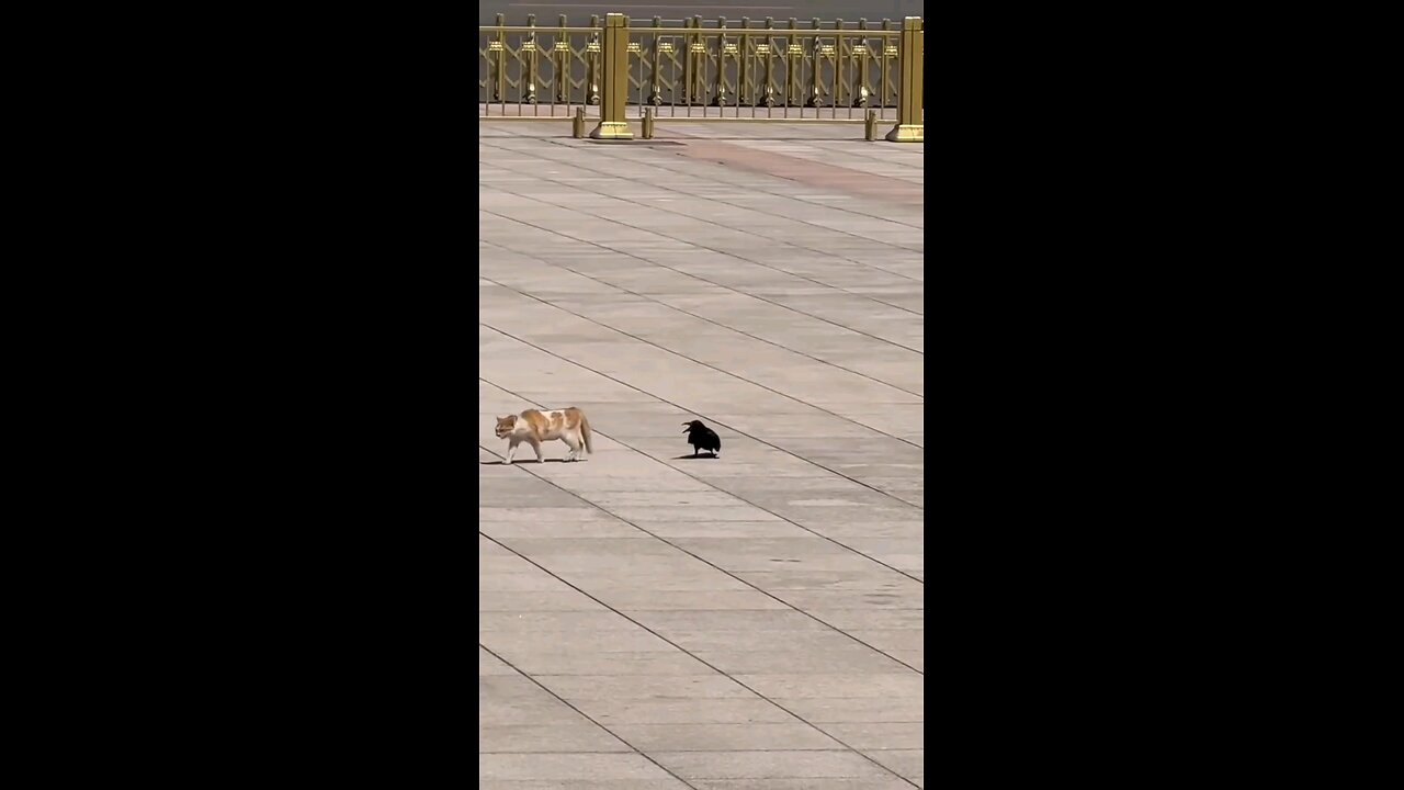 cat action