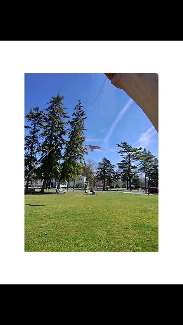 Bald eagle encounter