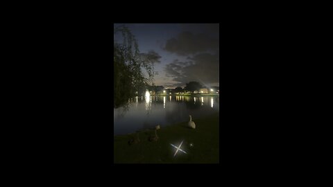 #3 Neighborhood Nature Walk—Day 157 ♥️ Swan 🦢 Lake. Part 1/3