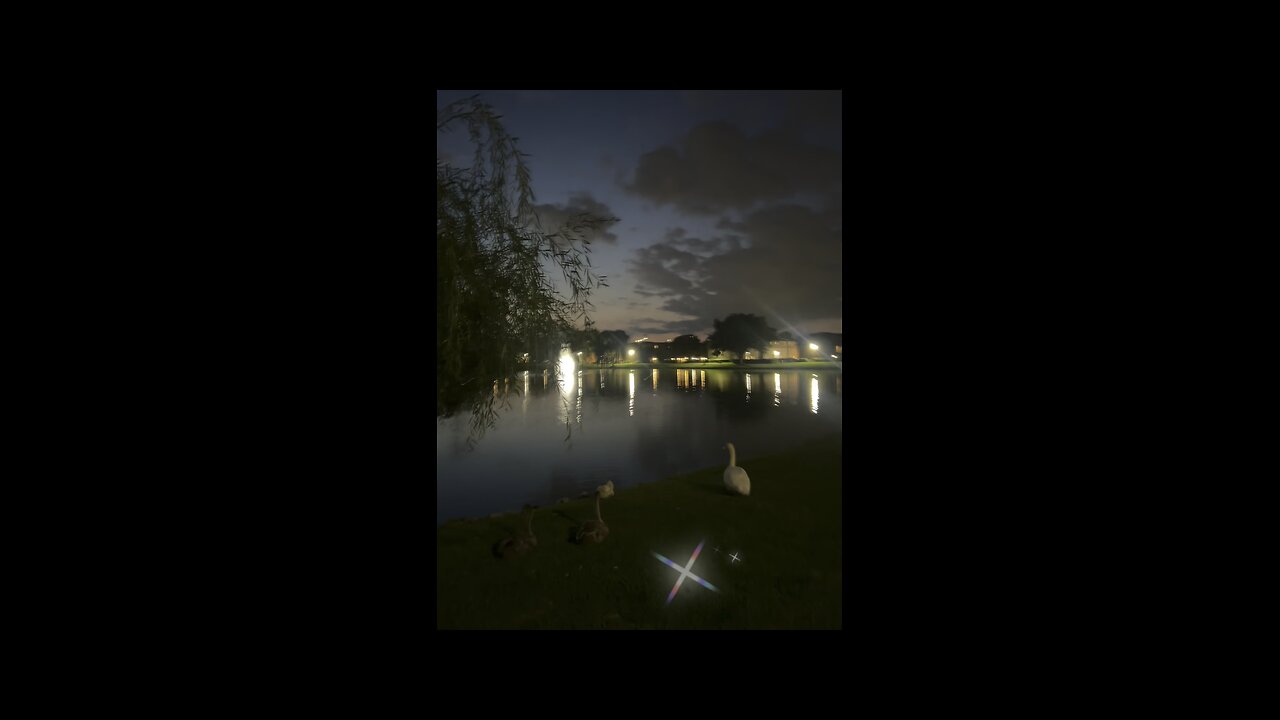 #3 Neighborhood Nature Walk—Day 157 ♥️ Swan 🦢 Lake. Part 1/3