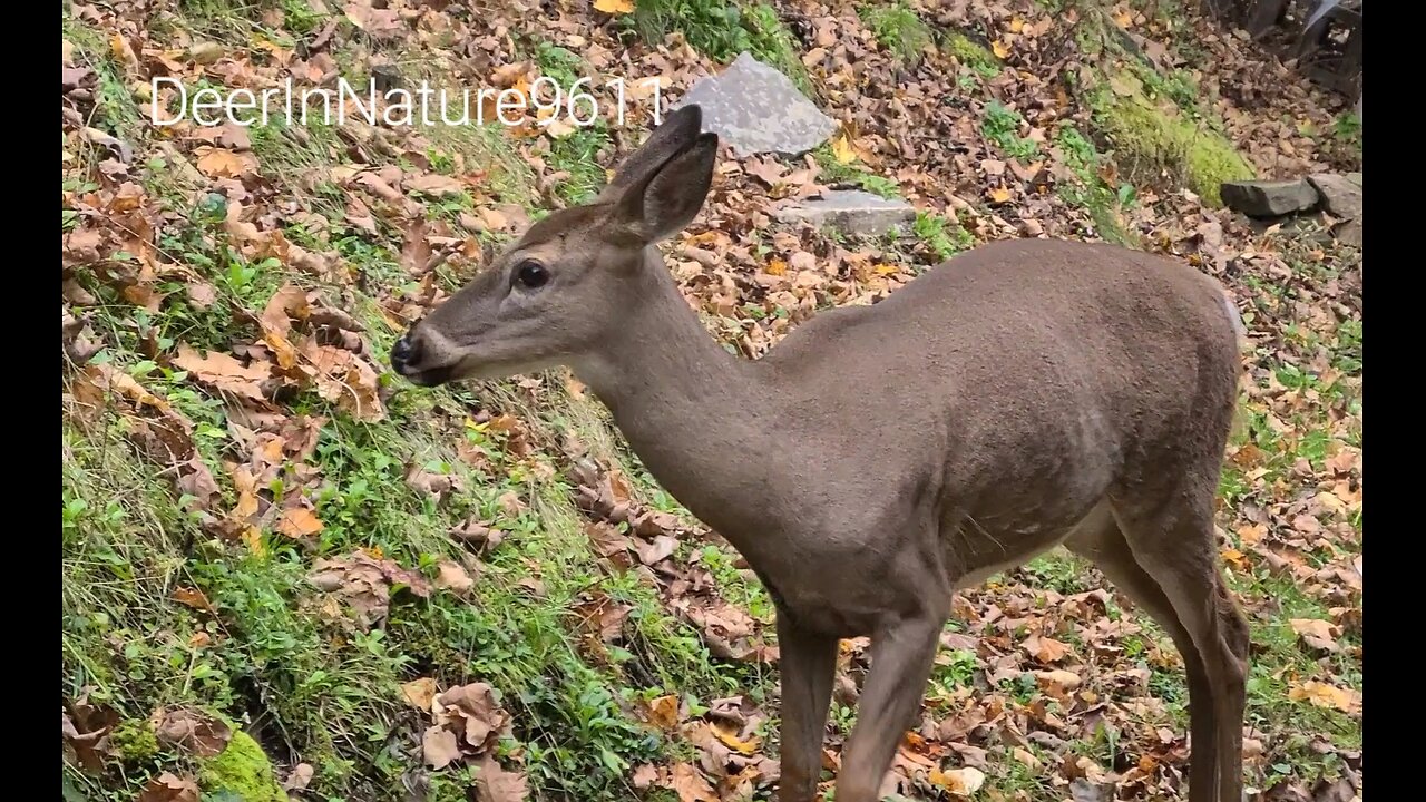 Deer nervous of me