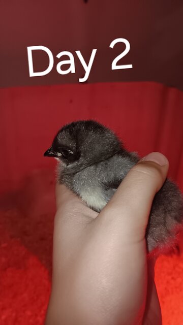 day 2 update on baby chicks