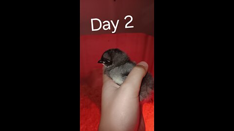 day 2 update on baby chicks