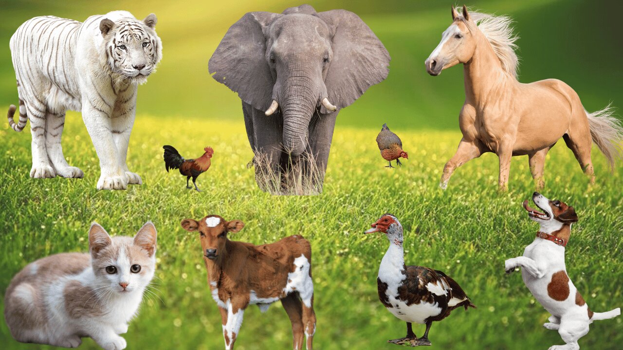 Amazing Farm Animal Sounds: Cow, Dog, Cat, Horse, Elephant, Sheep, Pig, Chiken, Rabbit, Duck, & More