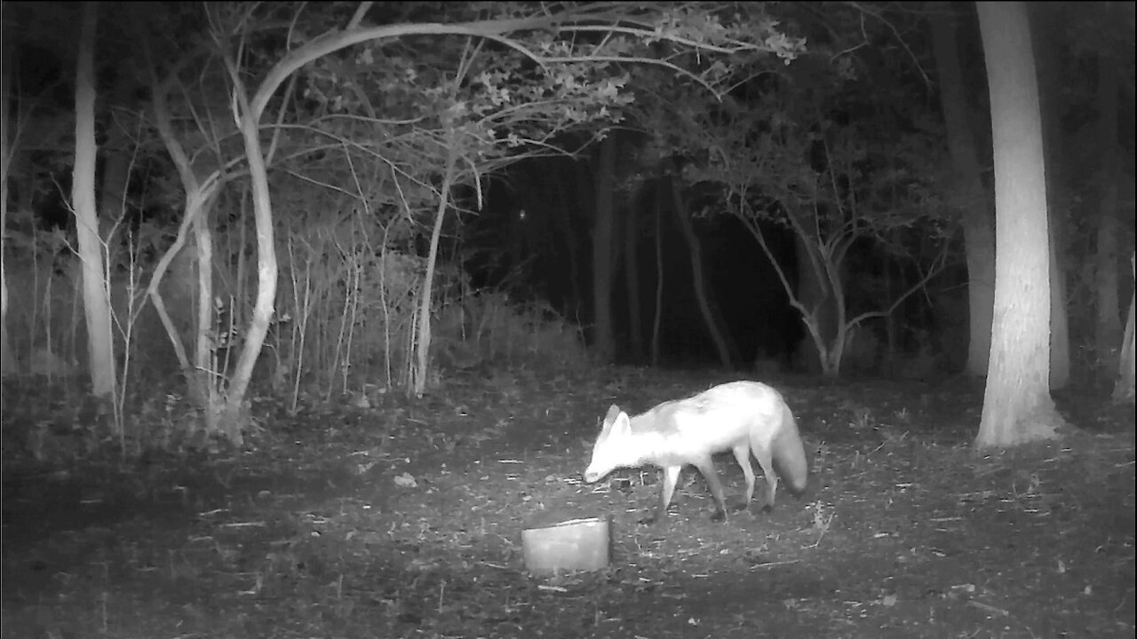 The FOX are on the hunt!