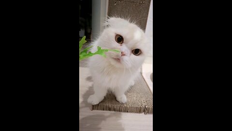 I love lettuce! Cat 상추냥. 레이