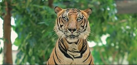Taking a picture with a tiger