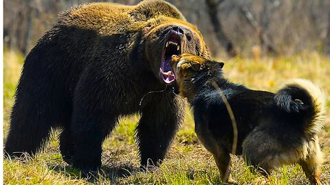 Caucasian Shepherd: The Breed That Commands Respect