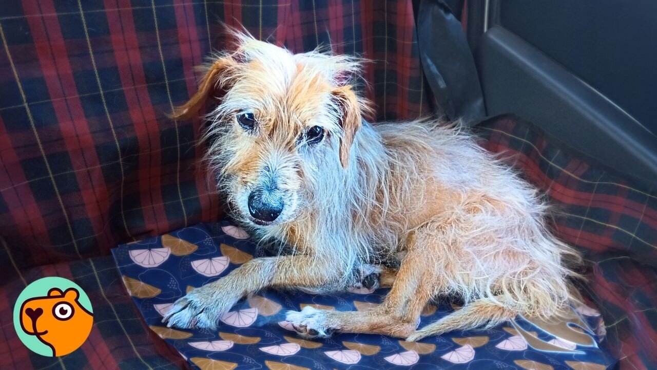 Scruffy Dog With Saddest Eyes Finally Wags His Tail | Cuddle Buddies