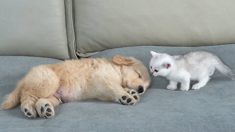 What Does A Tiny Kitten Do When He Finds A Sleeping Golden Retriever Puppy