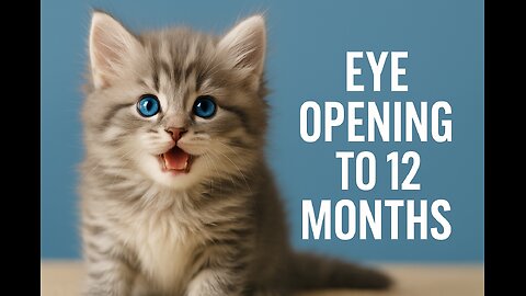 From Eye Opening to 12 Months | The Adorable Journey of a Norwegian Forest Cat