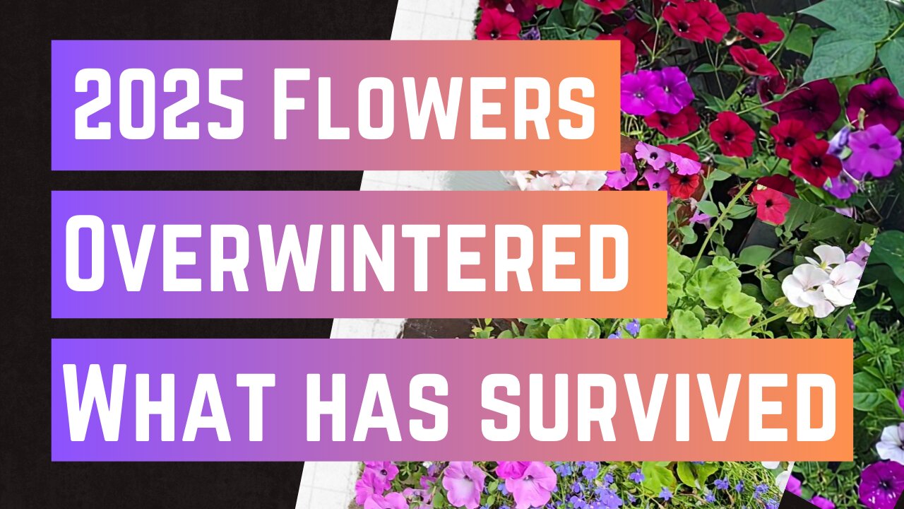 Overwintered Flowers from last fall.