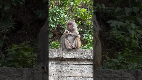 Funny monkey #89