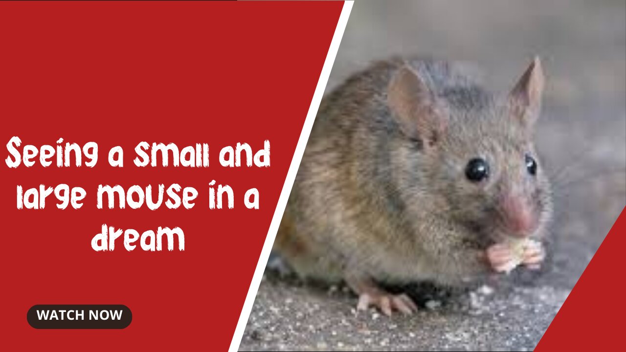 Mouse bite in a dream / Big mouse bite in a dream / A mouse chasing me in a dream