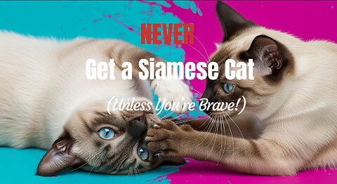 Hilarious Reasons You Should Never Get a Siamese Cat (Unless You’re Brave!)