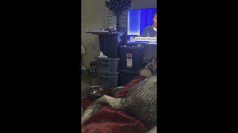 Chana wagging her tail in her sleep (15-June-2025)