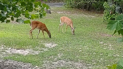 FL doing my yard work 6/19/25